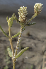 Blutaparon vermiculare