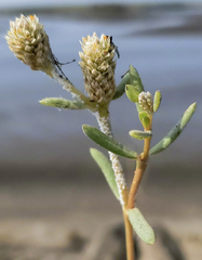 Blutaparon vermiculare