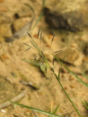 Eragrostis