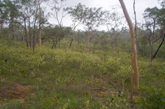Acacia calyculata
