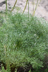 Arracacia tolucensis