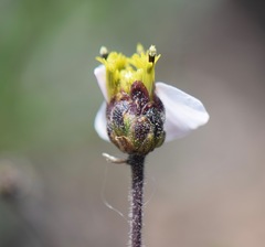 Tridax palmeri
