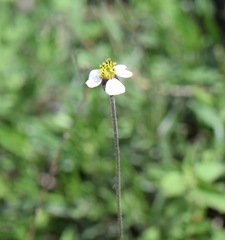 Tridax palmeri