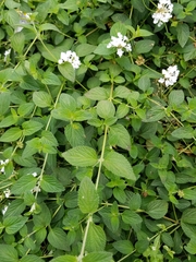 Lippia graveolens