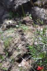 Tridax palmeri