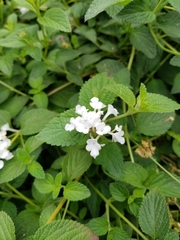 Lippia graveolens