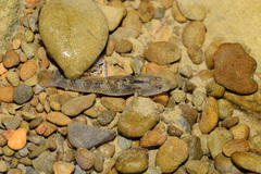 Rhinogobius rubromaculatus