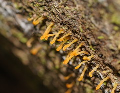 Calocera sinensis