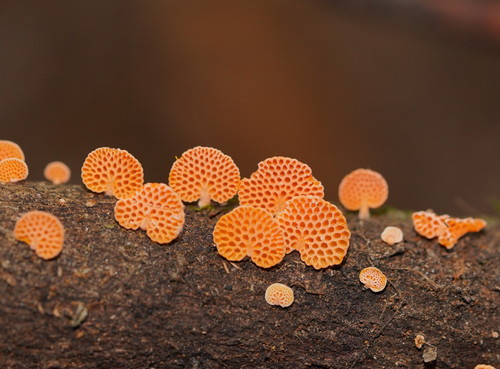 orange pore fungus