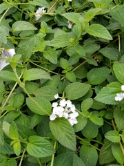 Lippia graveolens
