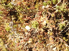Sedum radiatum