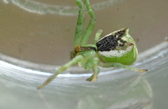 Sidymella excavata