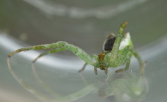 Sidymella excavata