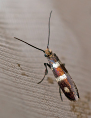 Micropterix aureatella