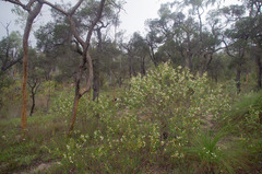 Acacia calyculata