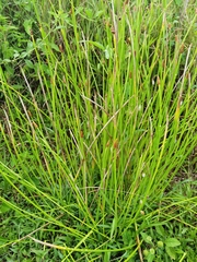 Eleocharis elegans