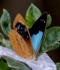 Lymanopoda caeruleata