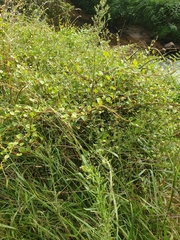 Muehlenbeckia complexa grandifolia