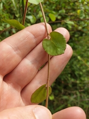 Muehlenbeckia complexa grandifolia