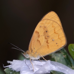 Lymanopoda caeruleata
