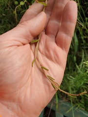 Muehlenbeckia complexa grandifolia