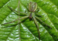 Sidymella excavata