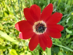 Anemone