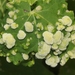 Aceria hibisci - Photo (c) James Bailey,  זכויות יוצרים חלקיות (CC BY-NC), הועלה על ידי James Bailey
