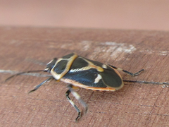 Eurydema gebleri