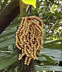Pinanga