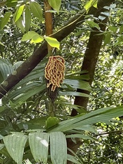 Pinanga
