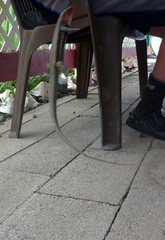 Pholidoscelis erythrocephalus