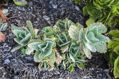 Kalanchoe marmorata