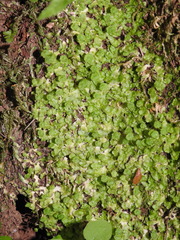 Cryptomitrium tenerum