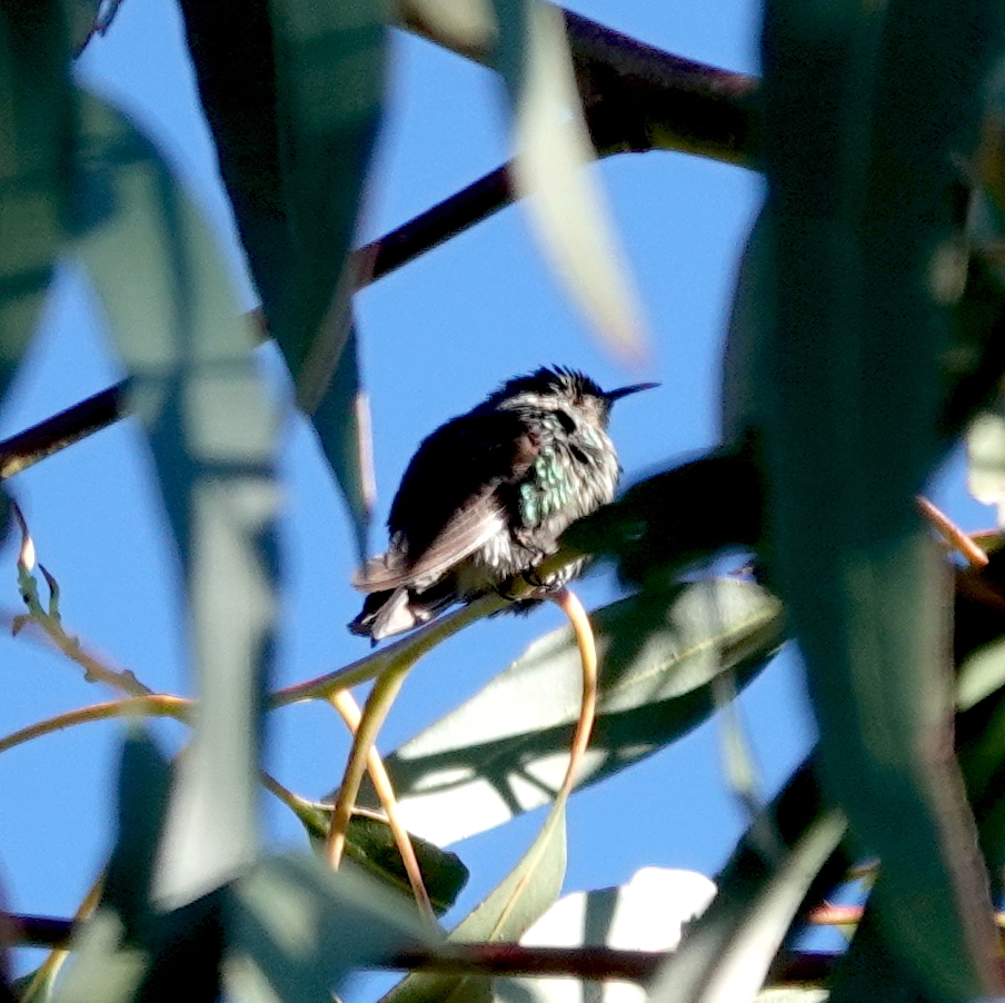 Black-backed Thornbill illustration