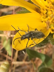 Brachysomida californica