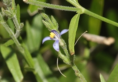 Carlowrightia parviflora
