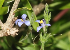 Carlowrightia parviflora