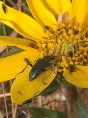 Brachysomida californica