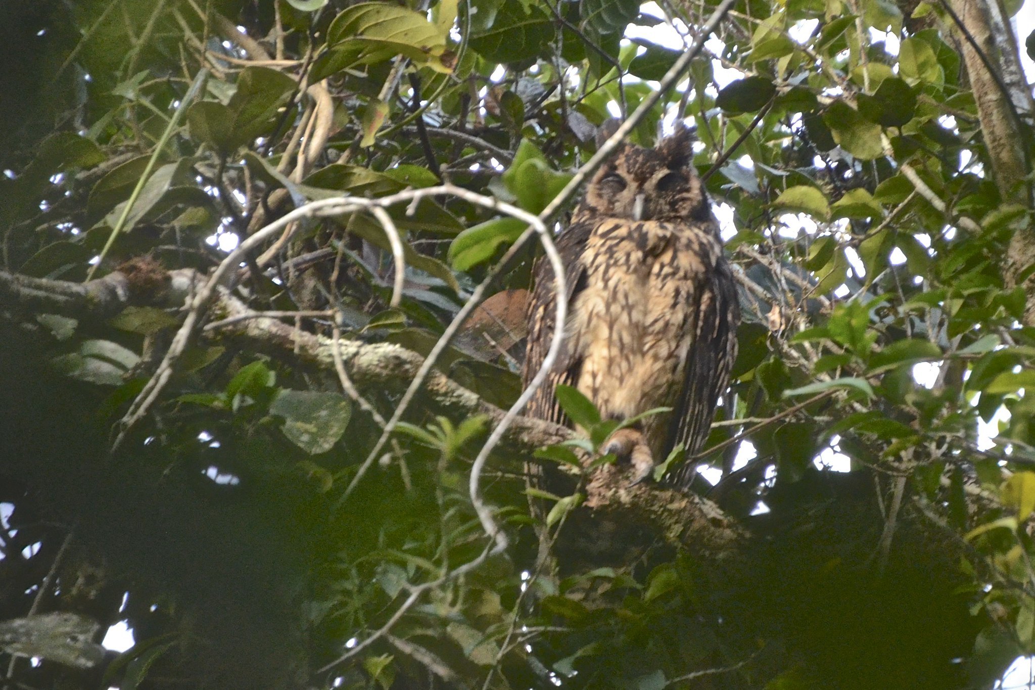 Madagascar Owl (Asio madagascariensis), photo 10
