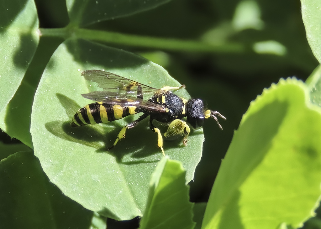 Crabro villosus