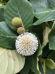 Naucleeae