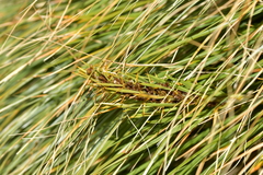 Aciphylla crenulata