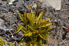 Aciphylla similis