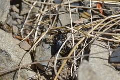 Actenonyx bembidioides