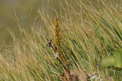 Aciphylla crenulata
