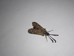 Neurosymploca concinna