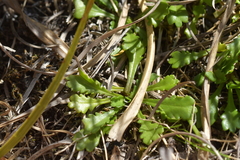 Brachyscome radicata