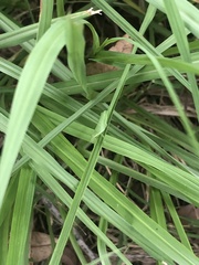 Atractomorpha australis