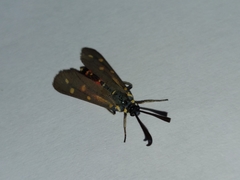 Neurosymploca concinna